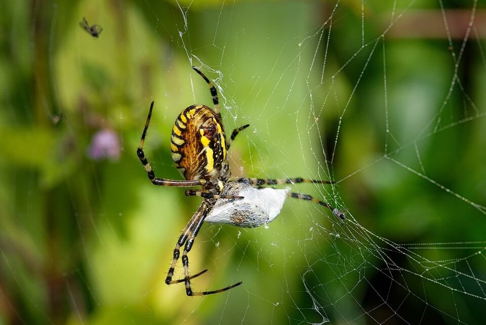 Fear Of Spiders Arachnophobia Sydney Phobia Therapy 5401